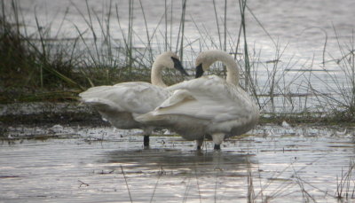 Trumpeter Swans