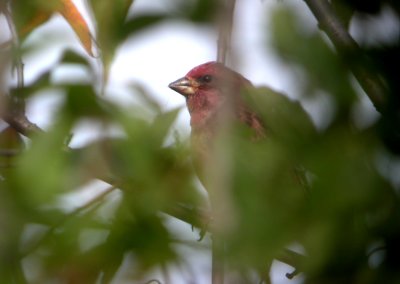 Purple Finch