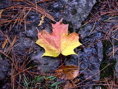 leaves2.JPG