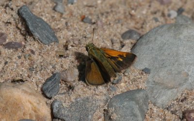 Tawny-edged Skipper