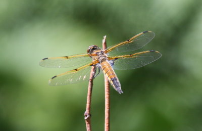 Four-spotted Skimmer