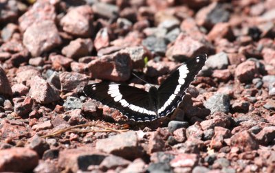 White Admiral