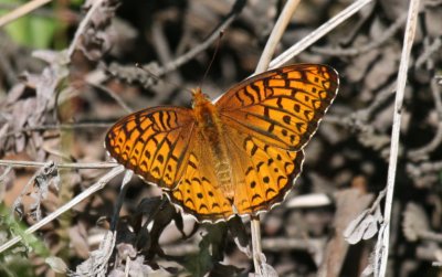 Atlantis Fritillary
