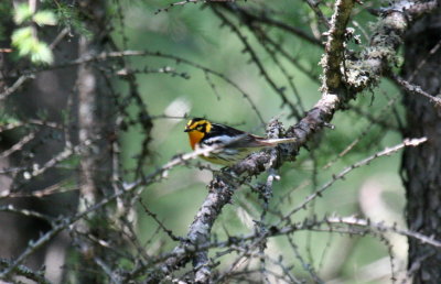 Blackburnian Warbler