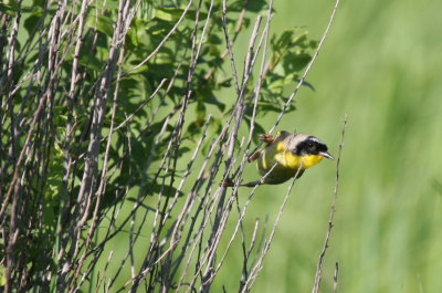 Common Yellowthroat