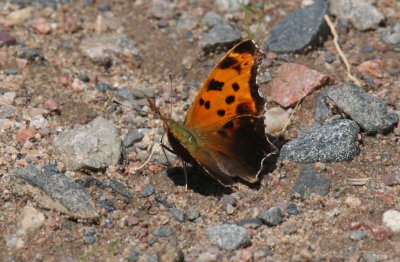 Eastern Comma