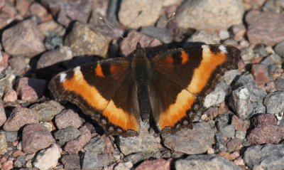 Milbert's Tortoiseshell