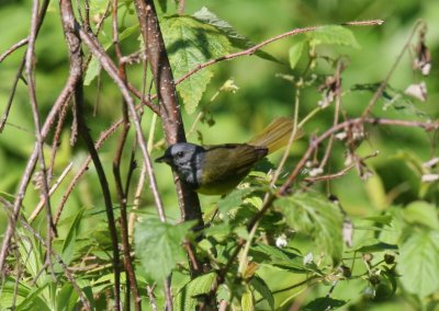 Mourning Warbler