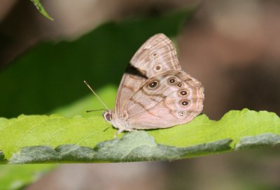 Northern Pearly-eye