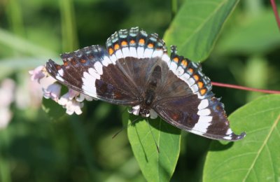White Admiral
