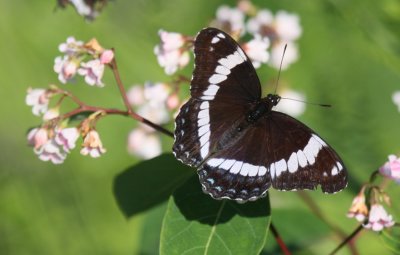 White Admiral