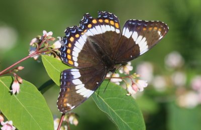 White Admiral