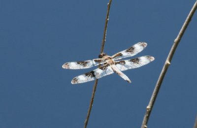 Twelve-spotted Skimmer