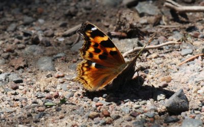 Compton Tortoiseshell