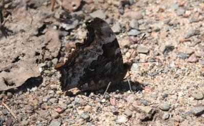 Compton Tortoiseshell