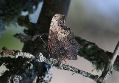 Gray Comma