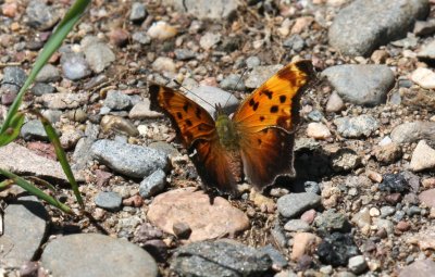 Gray Comma