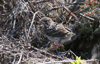 Vesper Sparrow fledgling