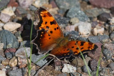 Gray Comma