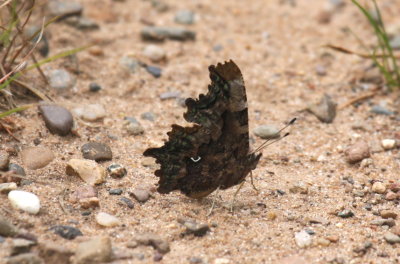 Green Comma
