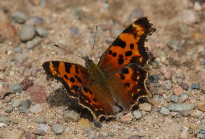 Green Comma