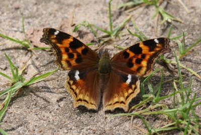 Compton Tortoiseshell