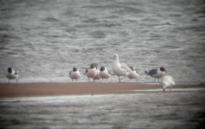 Franklins Gulls