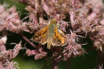 Common Branded Skipper