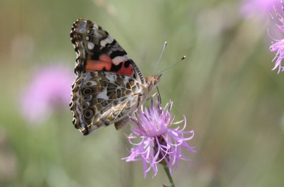 Painted Lady