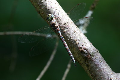 Canada Darner