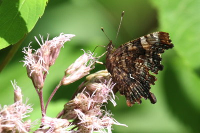 Green Comma