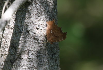 Satyr Comma