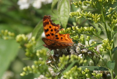 Satyr Comma
