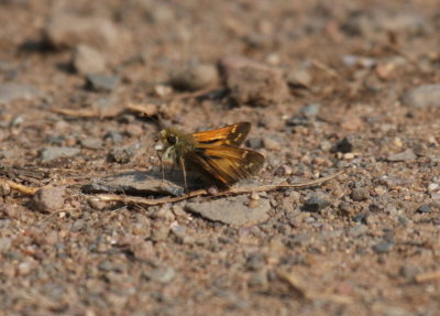 Common Branded Skipper