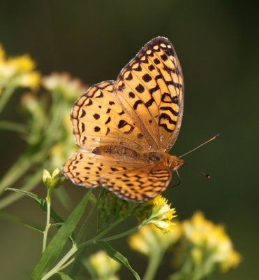 Aphrodite Fritillary