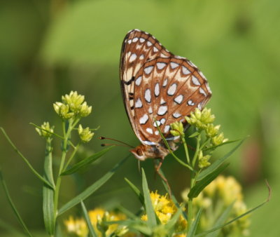 Aphrodite Fritillary