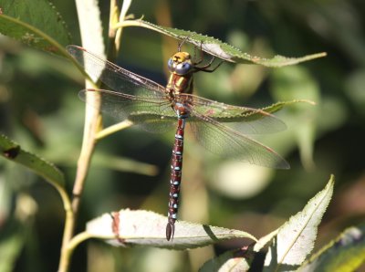 Lance-tipped Darner