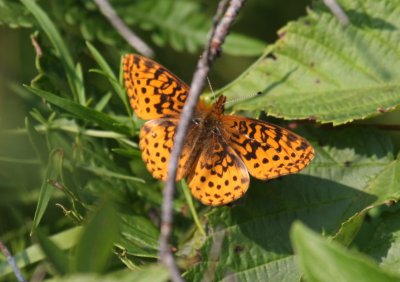 Meadow Fritillary