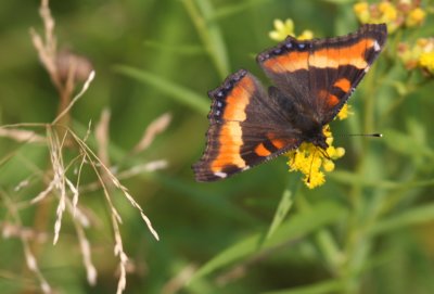 Milbert's Tortoiseshell