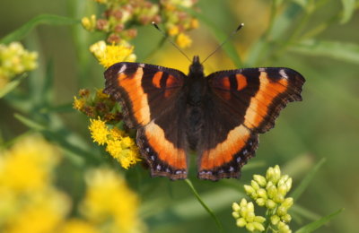 Milbert's Tortoiseshell