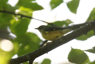 Black-throated Blue Warbler