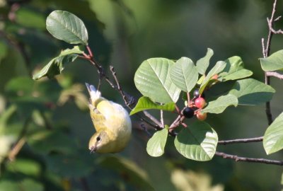 Tennessee Warbler