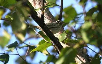 Black-and-white Warbler