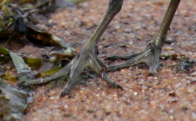 Semipalmated Sandpiper semipalmation