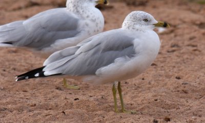 Ring-billed Gull