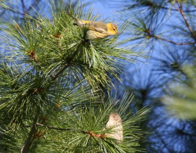 Cape May Warbler