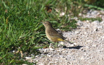 Palm Warbler