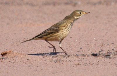 American Pipit