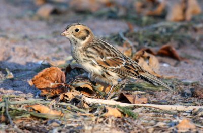 Lapland Longspur