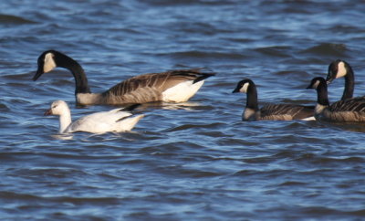 Ross's Goose